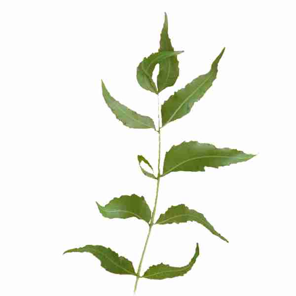 Neem