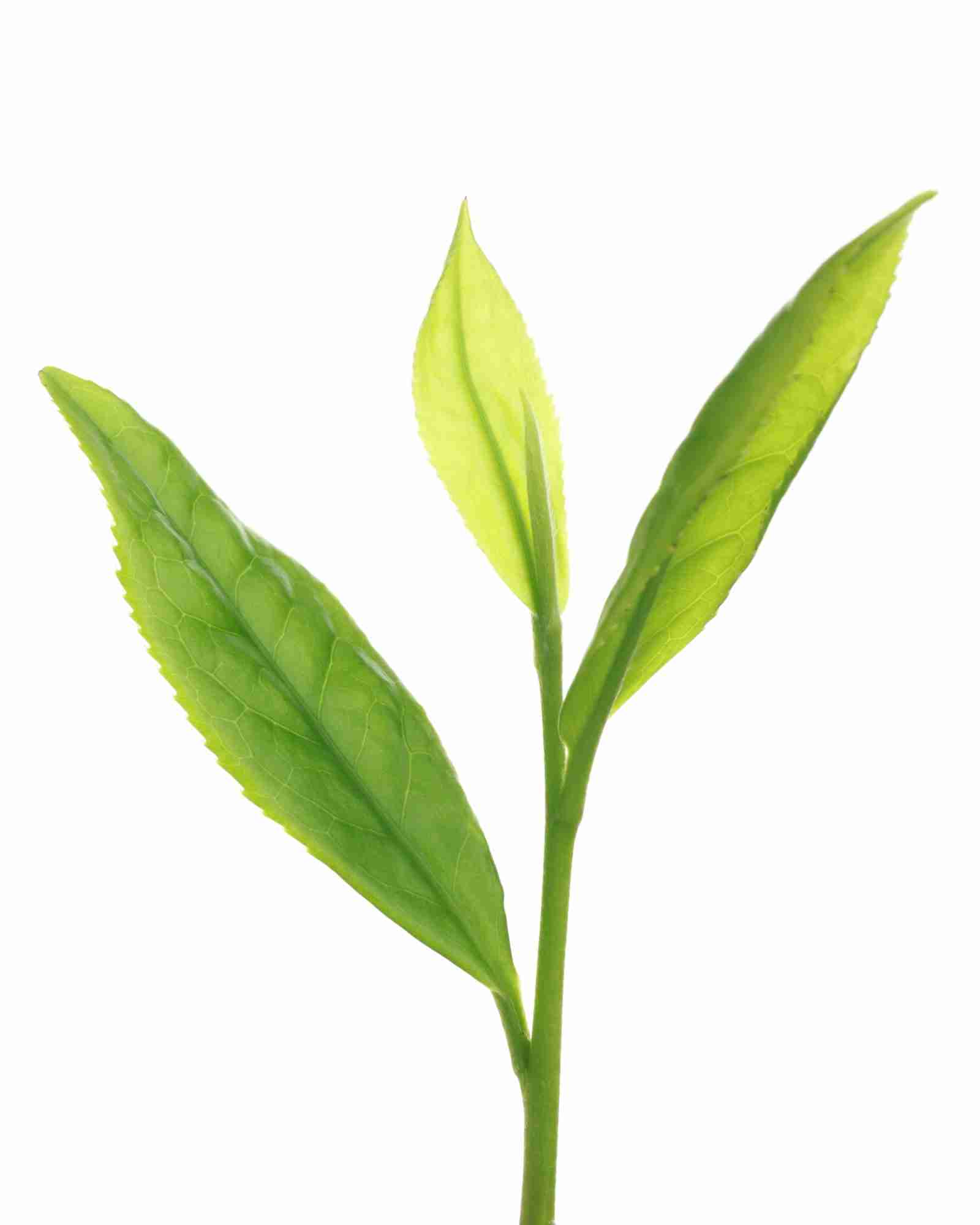 Organic Apoteke Green Tea