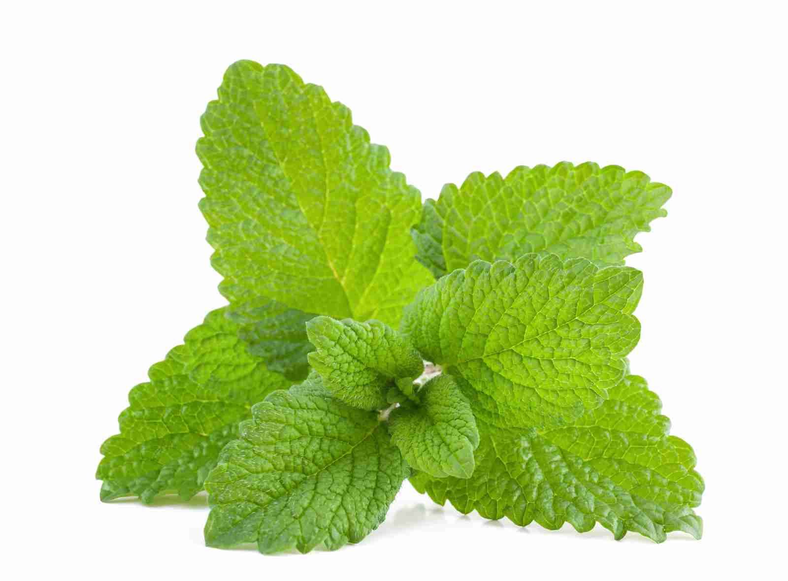 Organic Apoteke Lemon Balm